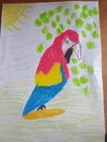 7. Papuga Hani Ł.