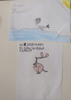 22. "Foczka i kangurek Majki i Ali"