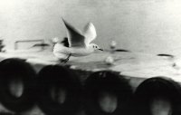 II Nagroda do lat 15 - Arkadiusz Sienkiewicz, Foto-Klub-XTL Świnoujście, za całość prac