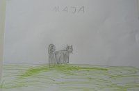 9. Kotek Stokrotka - Maja B.